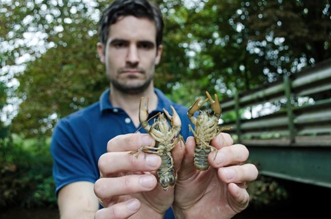 Atlantic Stream Crayfish