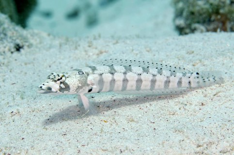 Eye Striped Sandperch