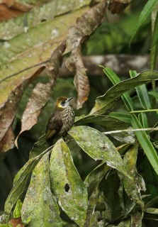Spot-necked Bulbul