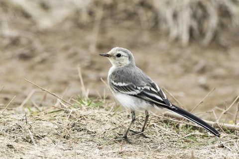 Pied Wagtail