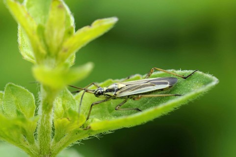 Miris dolabratus