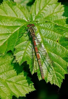 Large Red Damselfly