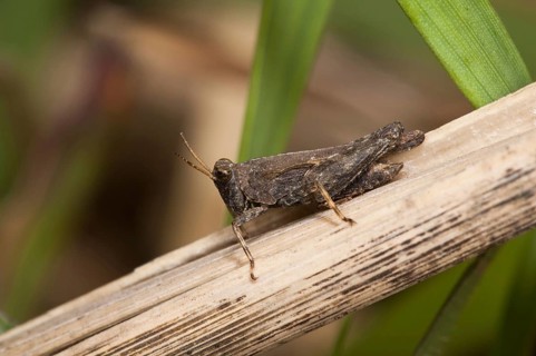 Slender ground-hopper