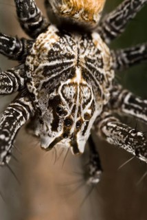 Other animals