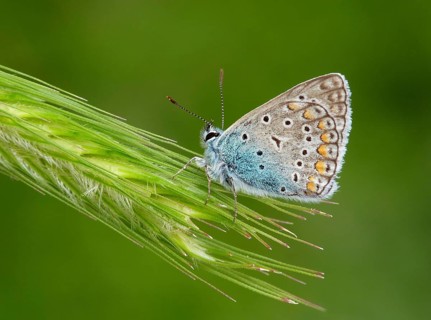 Green-underside Blue