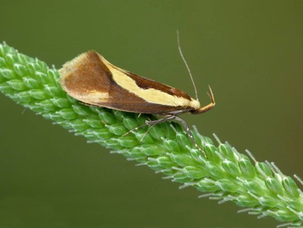 Large gypsy moth