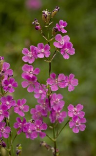 Sticky Catchfly