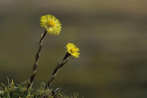Coltsfoot