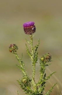 Musk Thistle