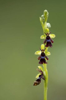 Fly Orchid