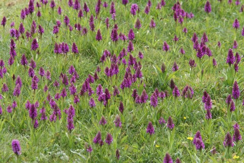 Southern Marsh Orchid