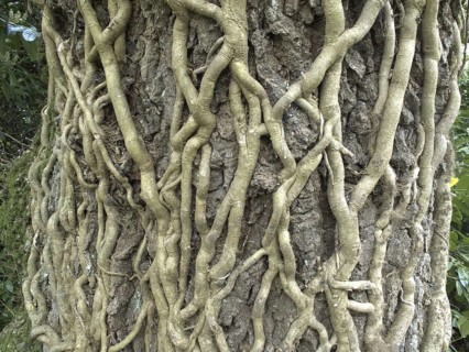 Ivy