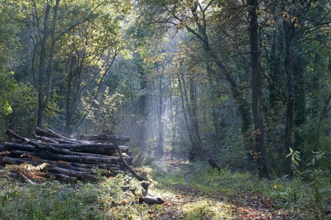 Deciduous woodland with log piles in autumn
