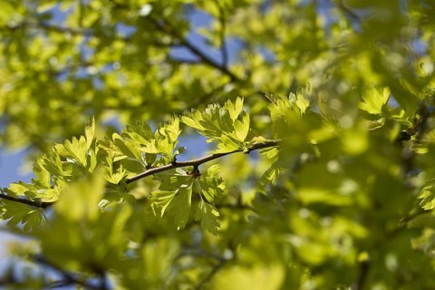 Common Hawthorn