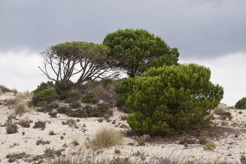 Pine