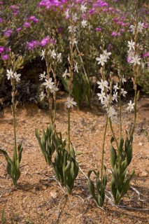 Chlorophytum