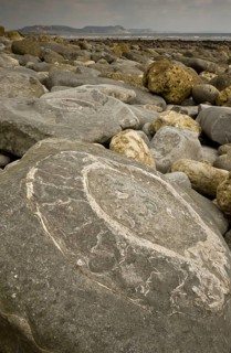 Ammonite fossils exposed in rock on beach