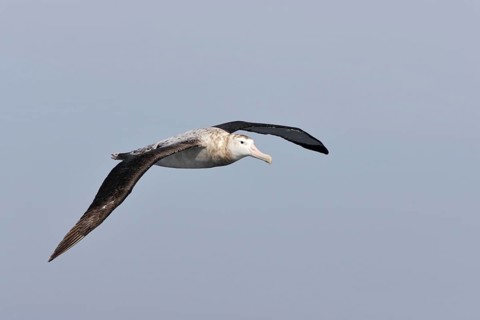 Wandering Albatross