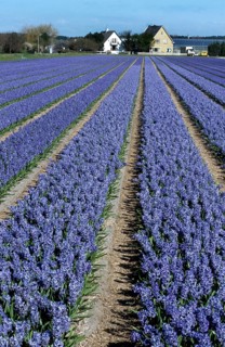 Field with rows of cultivated hyacinths in Holland
