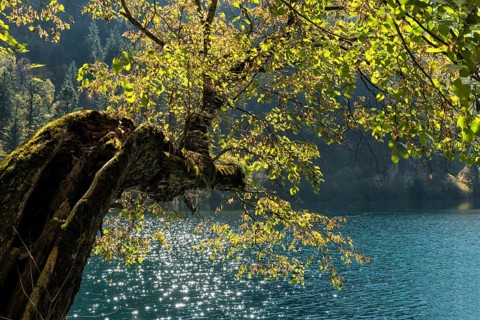 Panda Lake