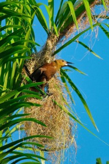 Broad-crested Oropendola with nest