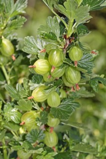 Gooseberry