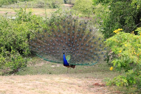 Indian peafowl