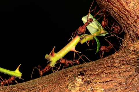 Leafcutter ant