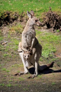 Eastern grey kangaroo