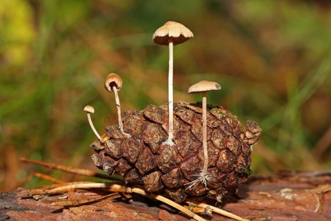 Mild pine cone fungus