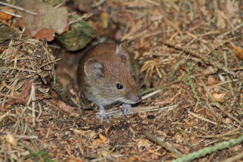 Red-backed vole