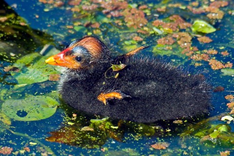 Moorhen