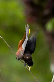 Crested Oropendola