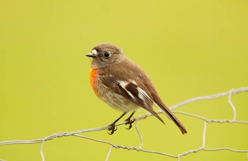 South Sea Scarlet Flycatcher