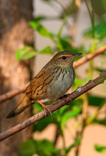Lanceolated Warbler
