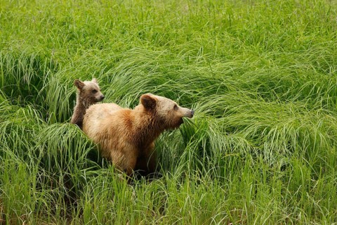 Grizzly bear