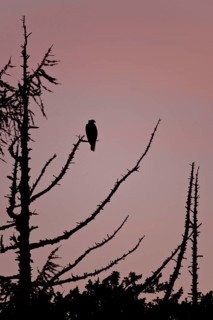 Western osprey