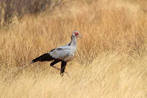 Secretary bird