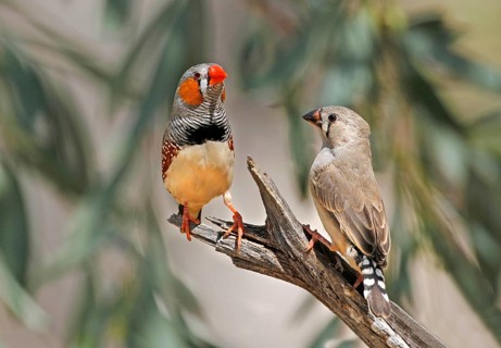 Zebra Finch