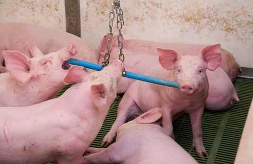 Pig farming