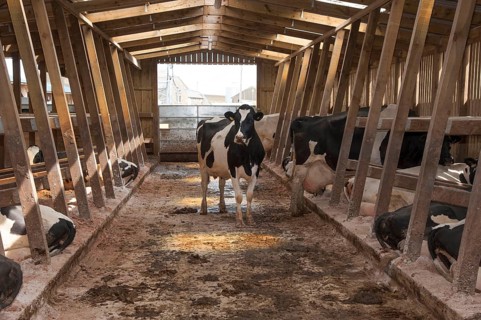 Domestic Cattle