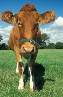 Domestic cattle