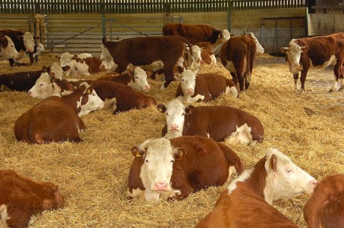 Domestic cattle
