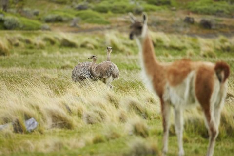 Lesser Rhea