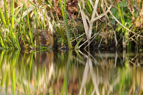 Eastern vole