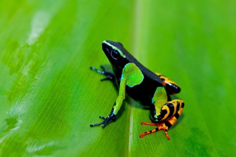 Painted Mantella