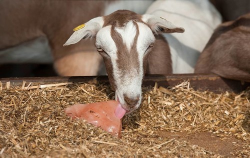 Domestic Goat