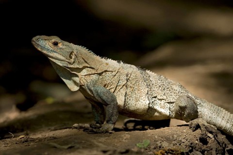 Black spiny-tailed iguana