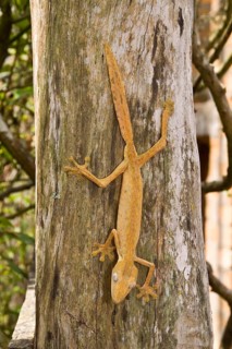 Bamboo flat-tailed gecko