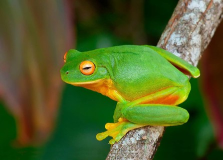 White-lipped tree frog